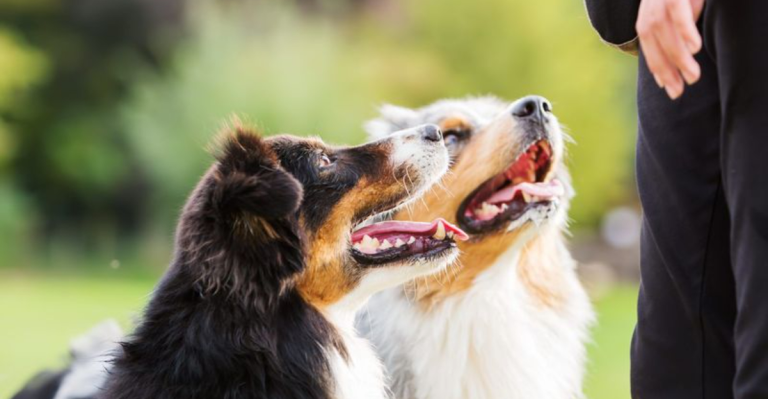 13 Reasons Why Having Two Dogs Is Better Than One