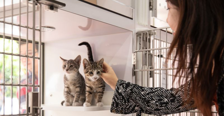 13 Reasons to Never Get a Cat—and 13 Reasons You Totally Should