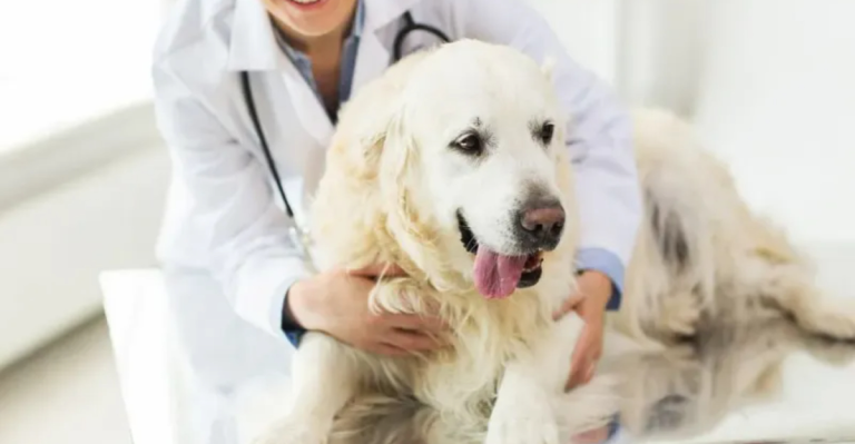 13 Signs Your Dog Needs Better Care
