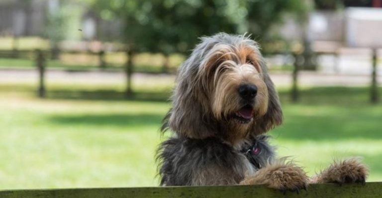 13 Dog Breeds on the Brink of Extinction You May Never Get to Meet