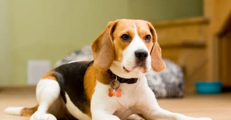 13 Dog Breeds That Spell Trouble for Cat Lovers