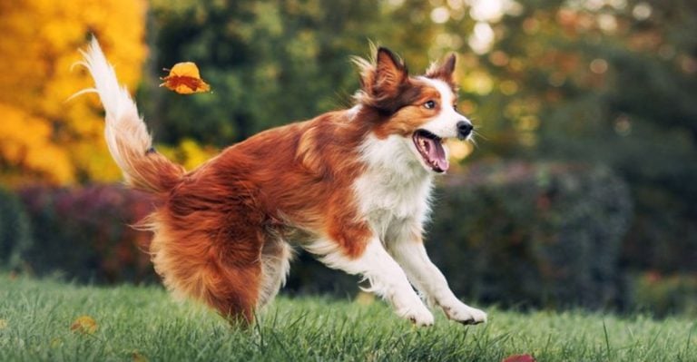 13 Energetic and Loving Dogs That Thrive in Family Homes