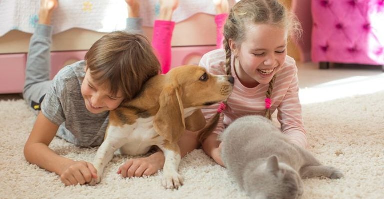 13 Reasons Cats and Dogs Are Actually the Perfect Roommates