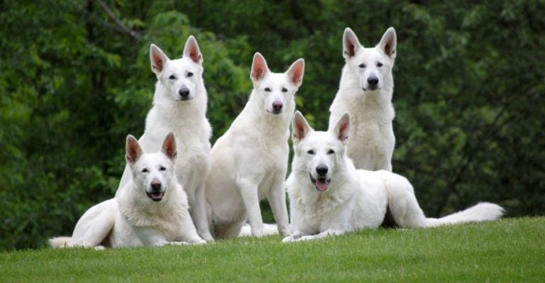 13 Stunning Dog Breeds That Could Pass for German Shepherds