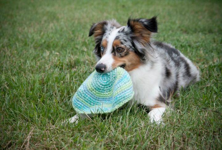 Excel In Precision Dog Sports
