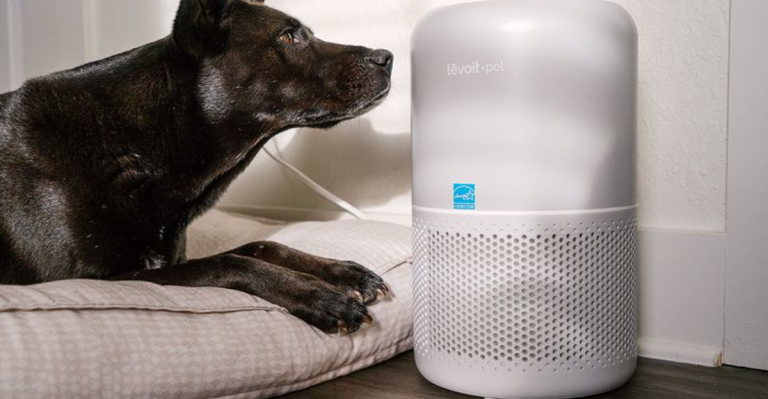 14 Cleaning Tips Every Dog Owner Has to Know