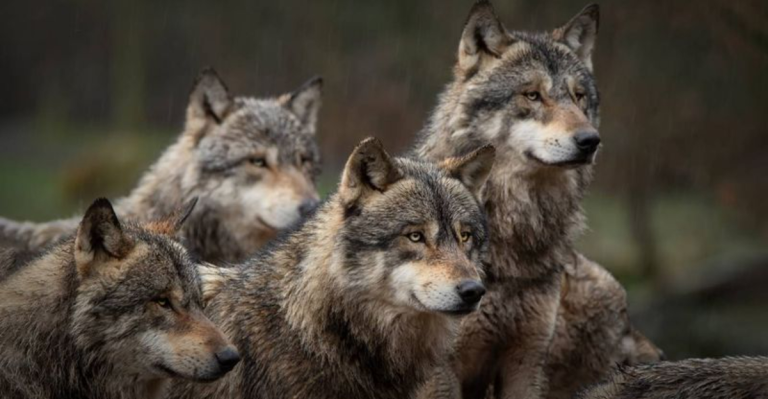 14 Dangerous Wild Animals Every Dog Owner Needs to Watch For