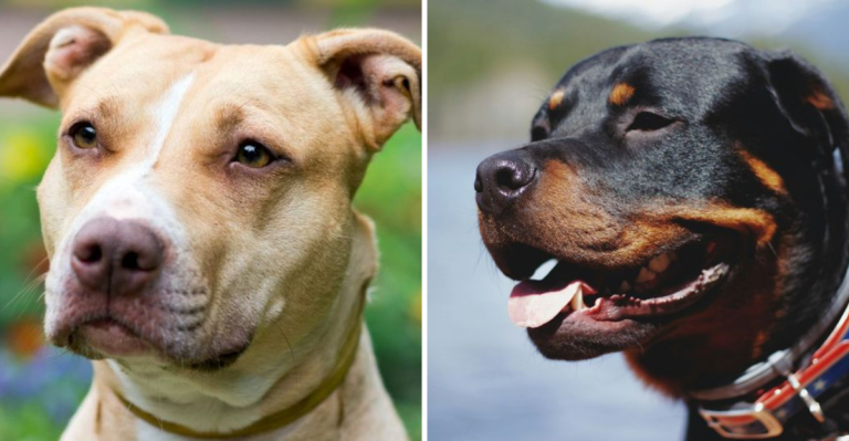 14 Personality Clues That Show If You’re a Rottweiler or Pit Bull Person