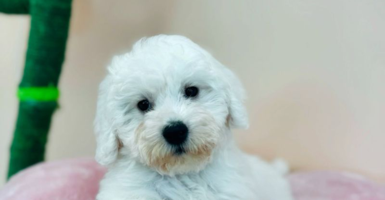 14 Tiny Dogs With Huge Hearts That Are Perfect for Rescue Families