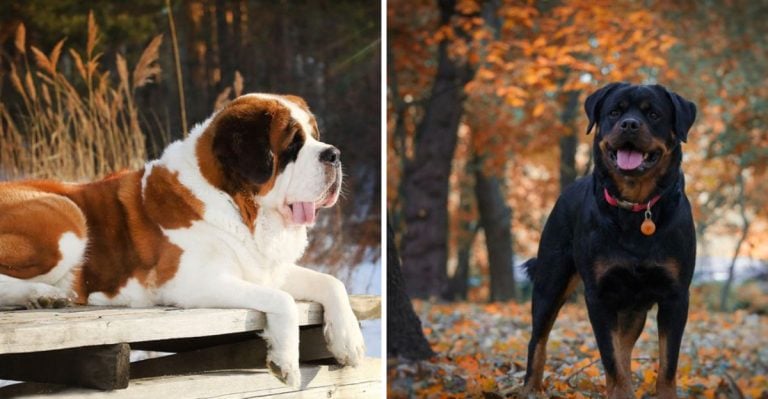 14 Large Dogs That Might Be Too Much for Most Households