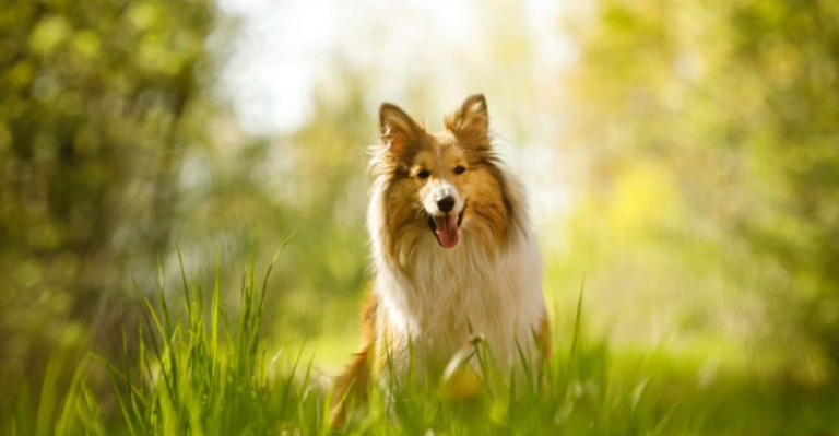 15 Beautiful Ways Your Dog May Still Be With You After Death