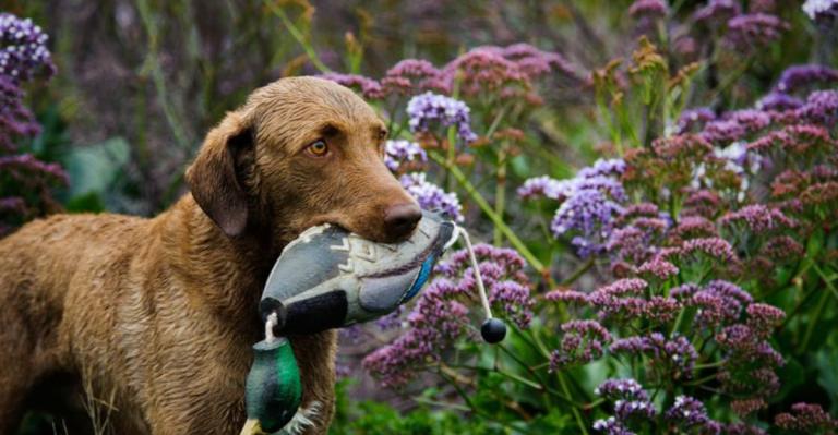 15 Best Bird Hunting Dogs In The World