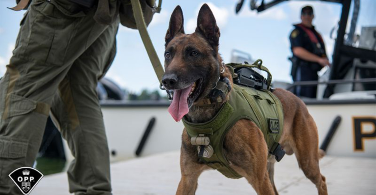 15 Dog Breeds Bred for Battle, Survival & Protection
