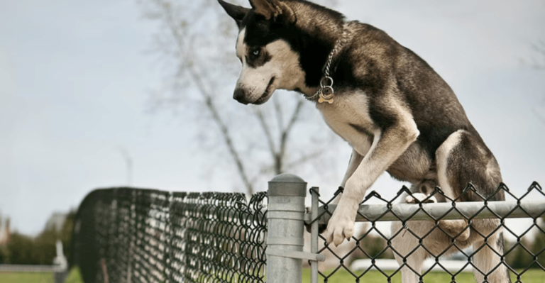 15 Dog Breeds That Come With Additional Unexpected Challenges