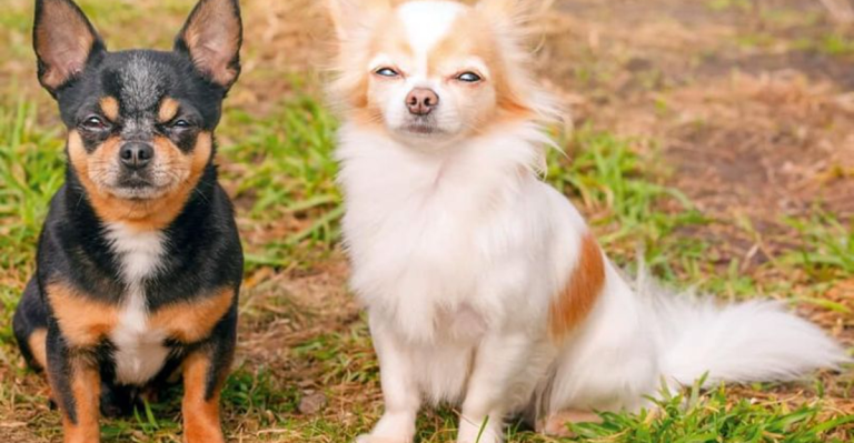 15 Dog Breeds That Just Don’t Get Along With Other Dogs