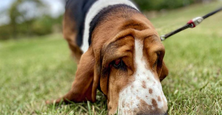 15 Dog Breeds With the Best Sense of Smell