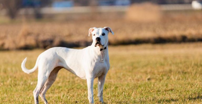 15 Fierce-Looking Dogs Often Labeled ‘Aggressive’—Are They Misunderstood?