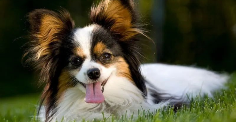 15 Most Loyal Small Dog Breeds (Can You Guess #1?)