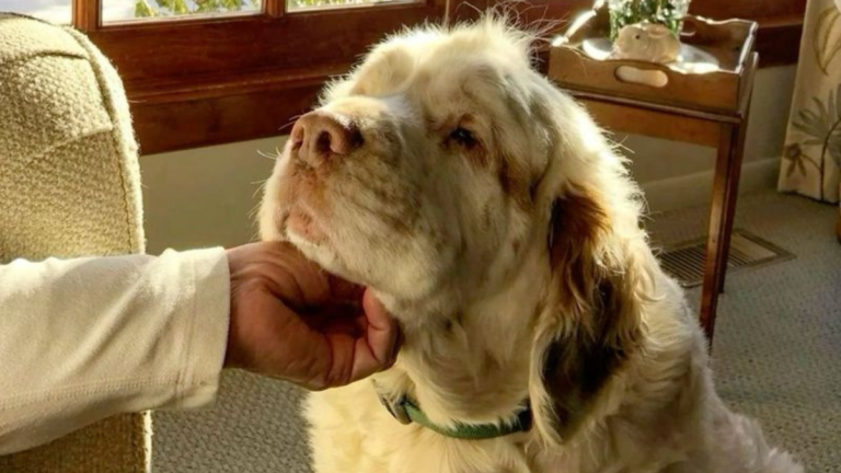 15 Most Peaceful Dog Breeds That Will Bring Comfort to Your Home