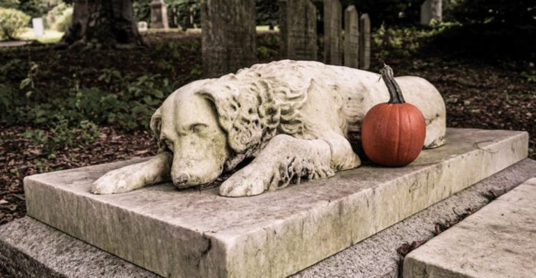 15 Reasons Why Backyard Dog Burials Are A Terrible Idea