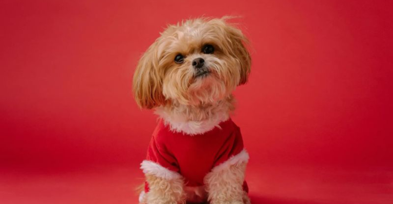 15 Small Dogs with Big Attitudes