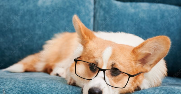 15 Smartest Small Dog Breeds That Outsmart Bigger Dogs