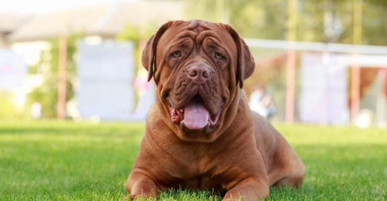 15 Adorable Dog Breeds with Surprisingly Short Lifespans