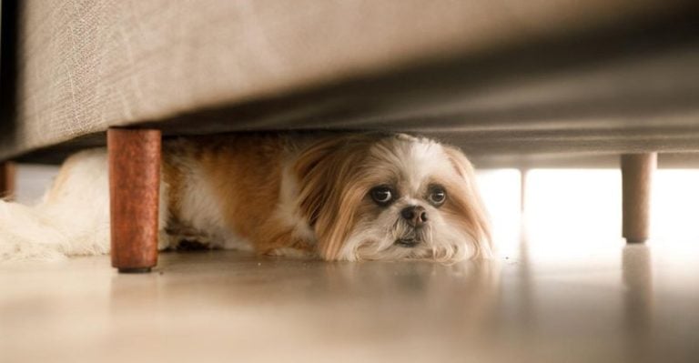 15 Clear Signs Your Dog Is Stressed (And What to Do About It)