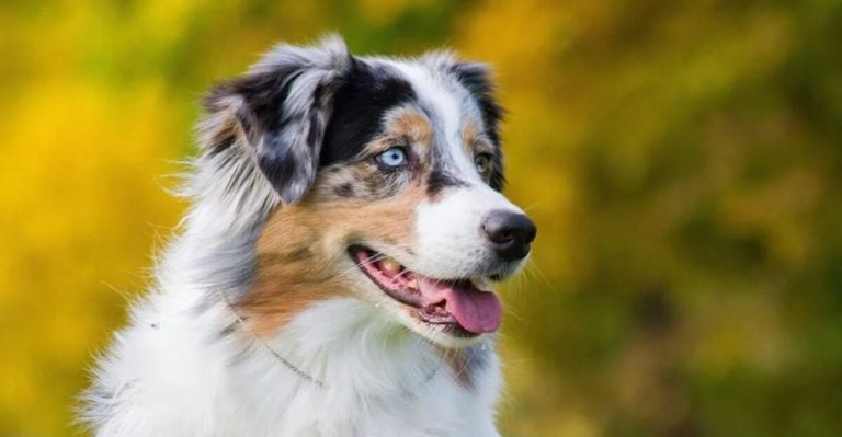 15 Dog Breeds So Charming, You’ll Fall in Love Instantly