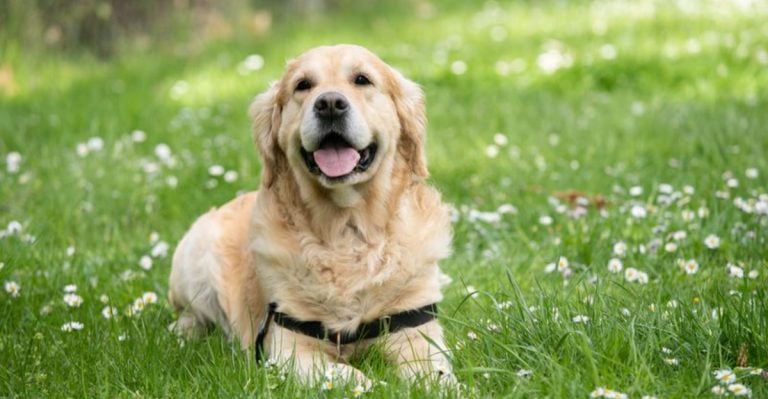 15 Dog Breeds That Will Always Choose Their Human Over Another Dog