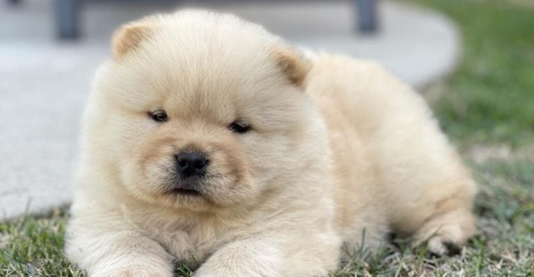 15 Fluffiest Dog Breeds That Are Basically Living Plush Toys