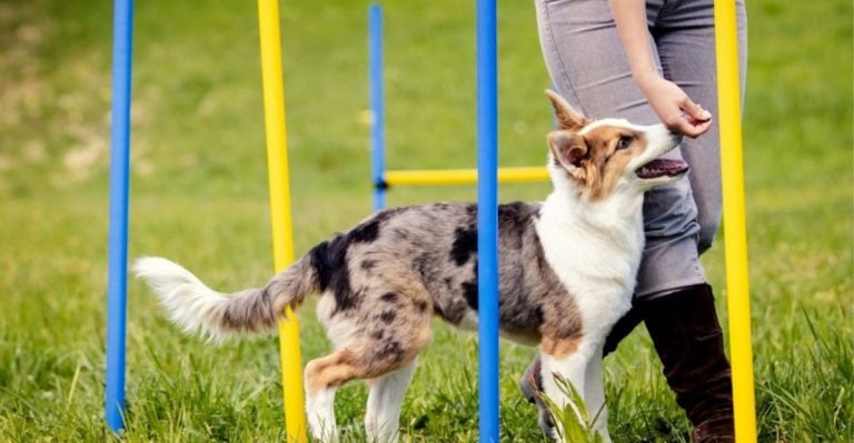15 Genius Dog Training Tips from the Dog Whisperer Himself