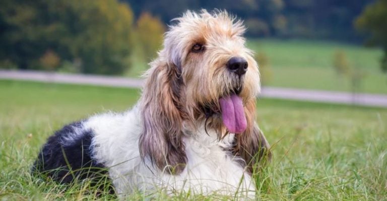 15 Gorgeous New AKC Dog Breeds That Will Amaze You