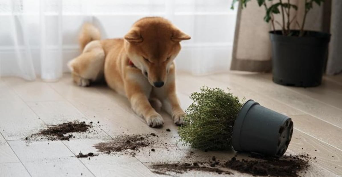15 Hidden Dangers in Your Home That Could Harm Your Pet