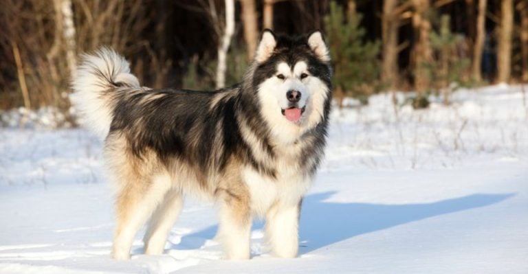 15 Independent Dog Breeds That Play by Their Own Rules