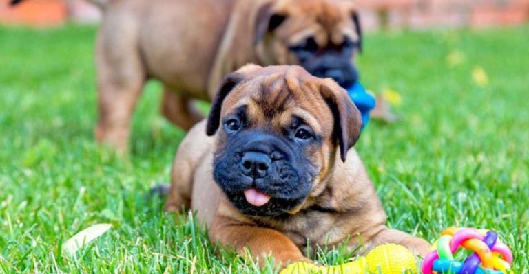 15 Most Dangerous Dog Breeds That People Just Can’t Stop Loving