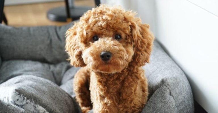 15 Reasons Not to Get a Poodle