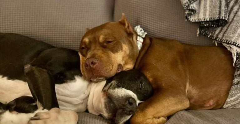 15 Reasons Pit Bulls Deserve the Title of Best Dog Ever