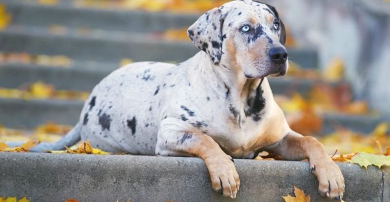 15 Rugged Dog Breeds That Still Hear the Call of the Wild
