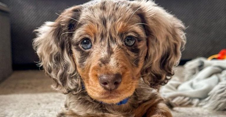 15 Stunning Dogs That Look Like They Belong in a Fantasy Movie