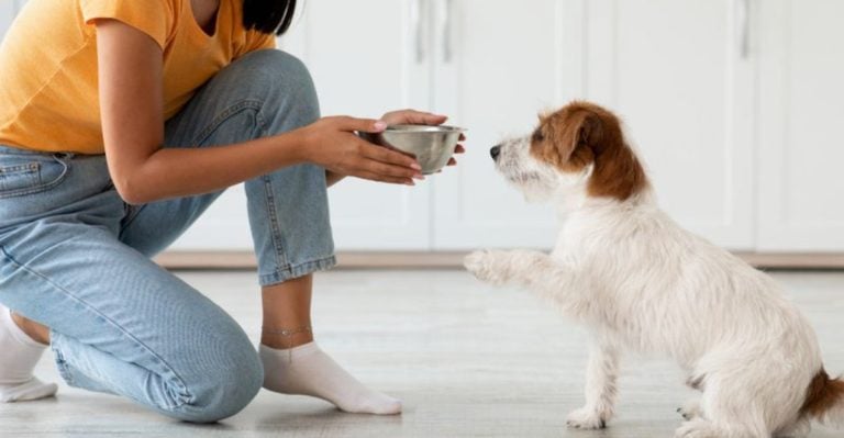 15 Ways to Show Your Dog You Love Them in a Way They Understand