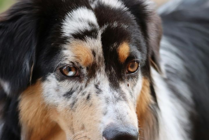 Known For Striking Coats And Rare Eye Colors

