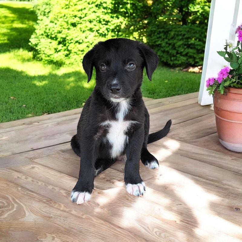 Mixed Breed (Mutt)
