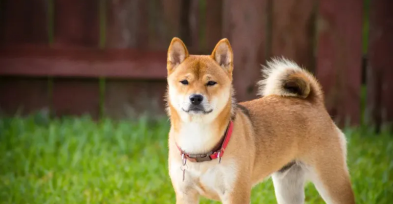 16 Dog Breeds That Are Impressive Judges of Good Character