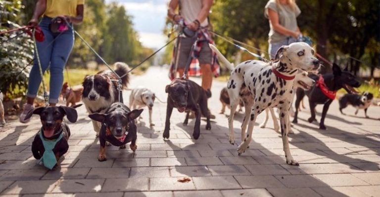 16 Amazing Things Your Dog Brings to Your Life (Besides Endless Cuddles)