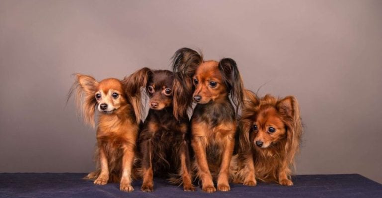 16 Unique Dog Breeds That Are Suddenly Trending Everywhere