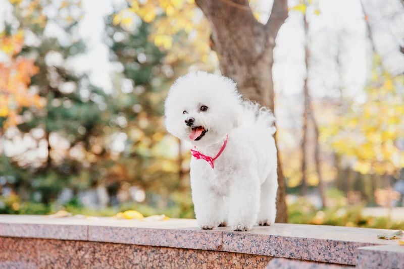 Bichon Frise