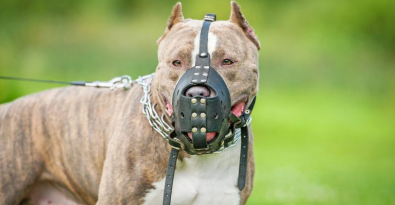 17 Brutally Honest Reasons You Shouldn’t Adopt a Pit Bull