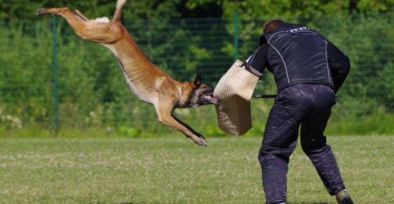 17 Dog Breeds Known For Turning Against Their Owners