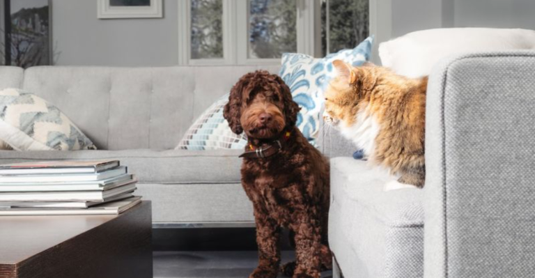 17 Dog Breeds That Are Instant Besties with Other Pets